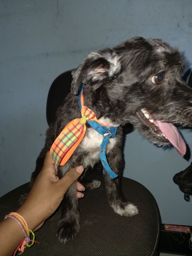 Meu querido Bob nos deixou, ficamos muito tristes, ele foi a primeira vez em um petsh e  depois de 2 dias ele morreu.