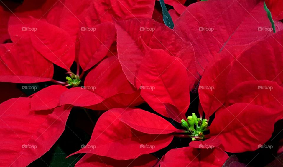 Red poinsettia in bloom