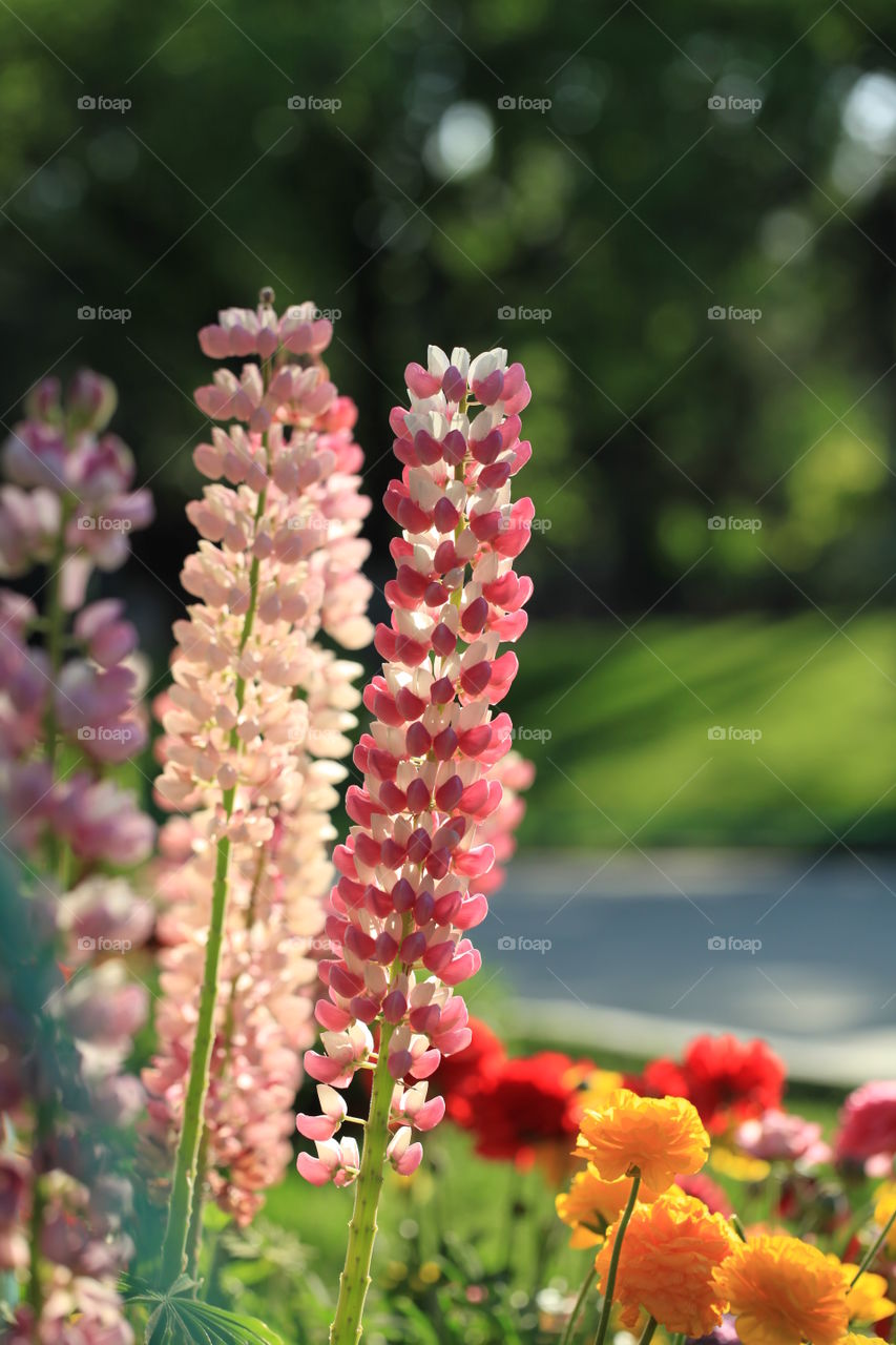 Close-up of flowers blooming in garden