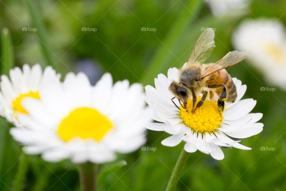 Bee pollinating on flower