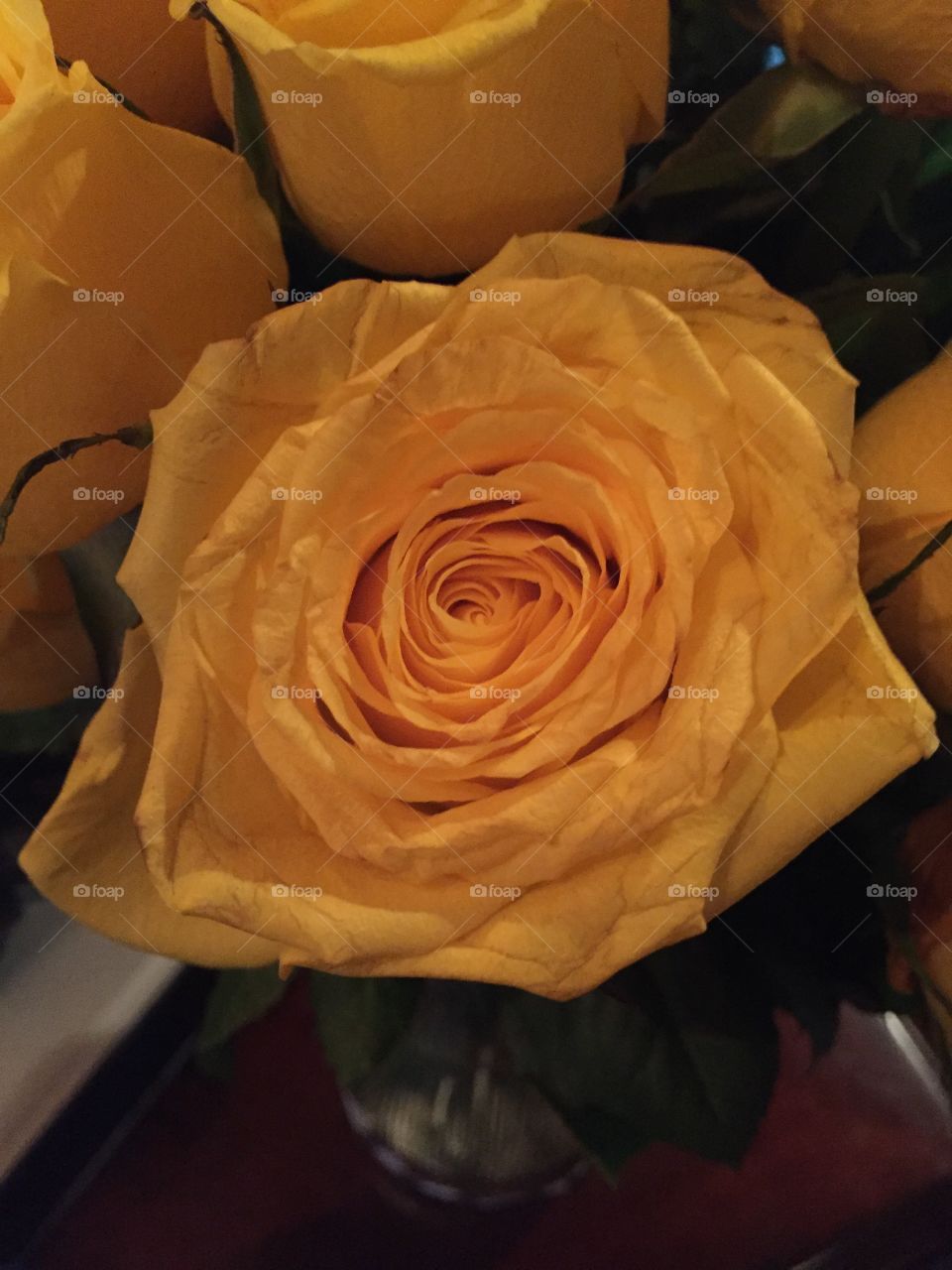 Beautiful yellow rose