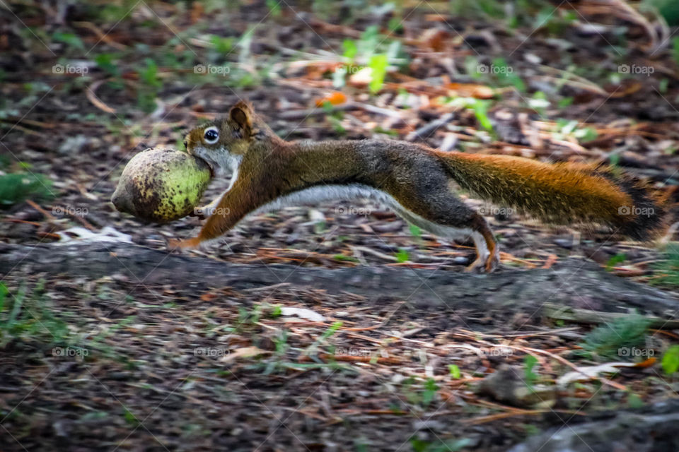 Tiny red squirrel is carrying a huge nut