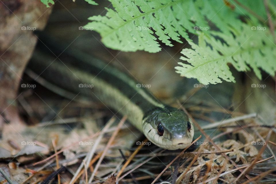 Garter snake hiding under the leaves