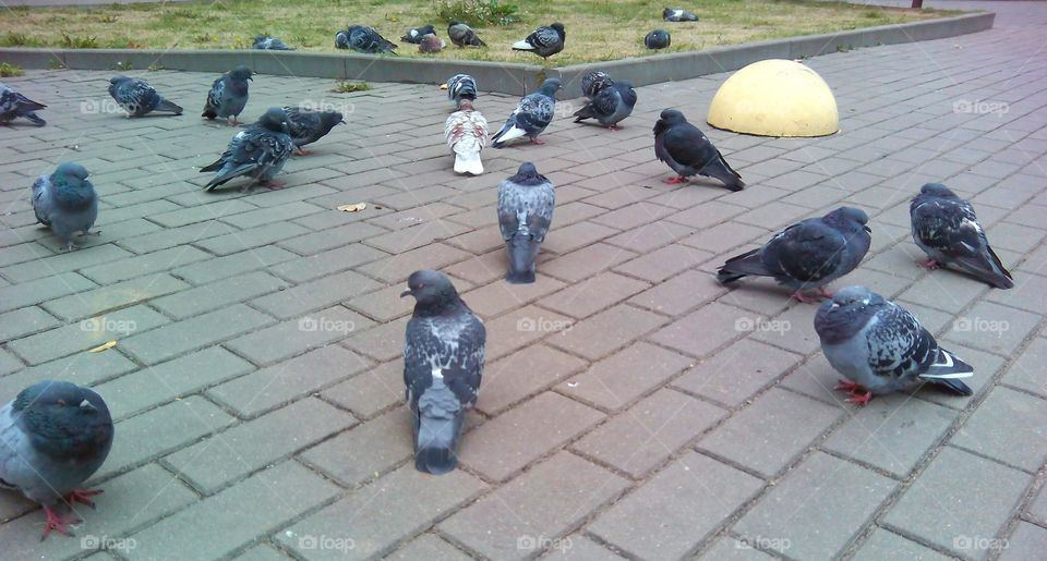 Pigeon, Bird, Religion, Outdoors, Pavement