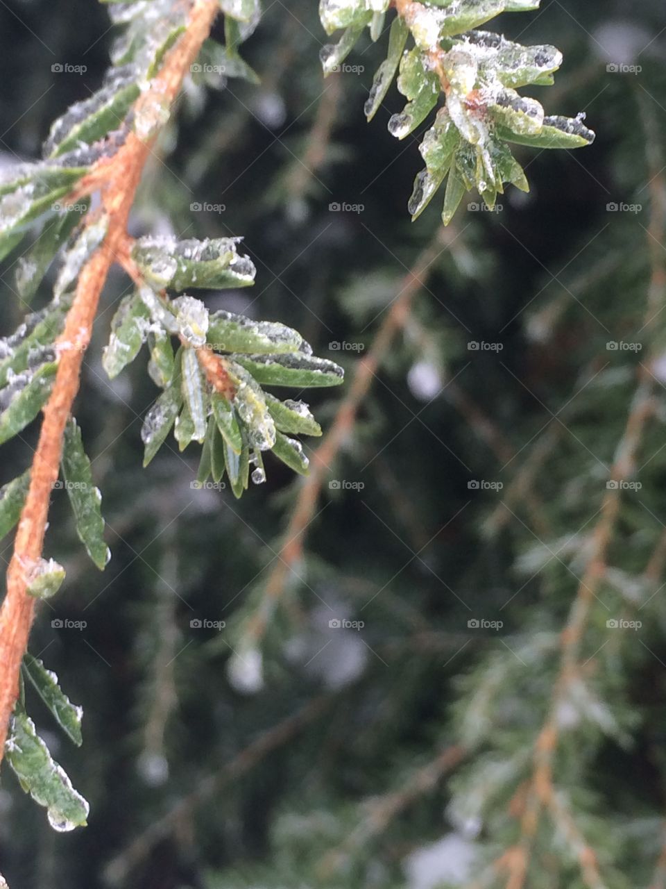 Snow on pine tree