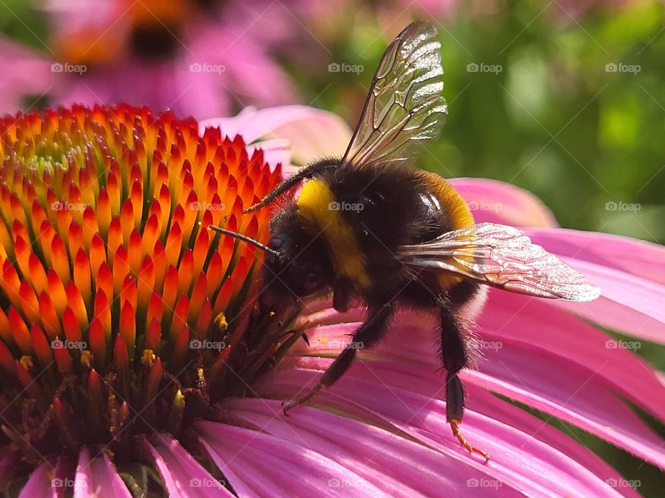 Bee on a purple flower