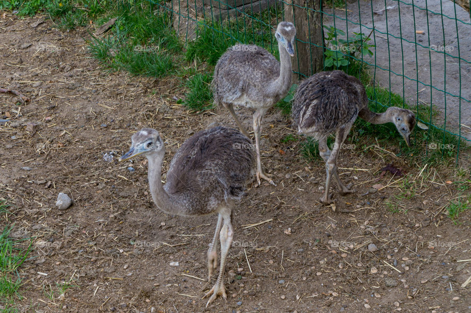Three emu babies in an enclosure