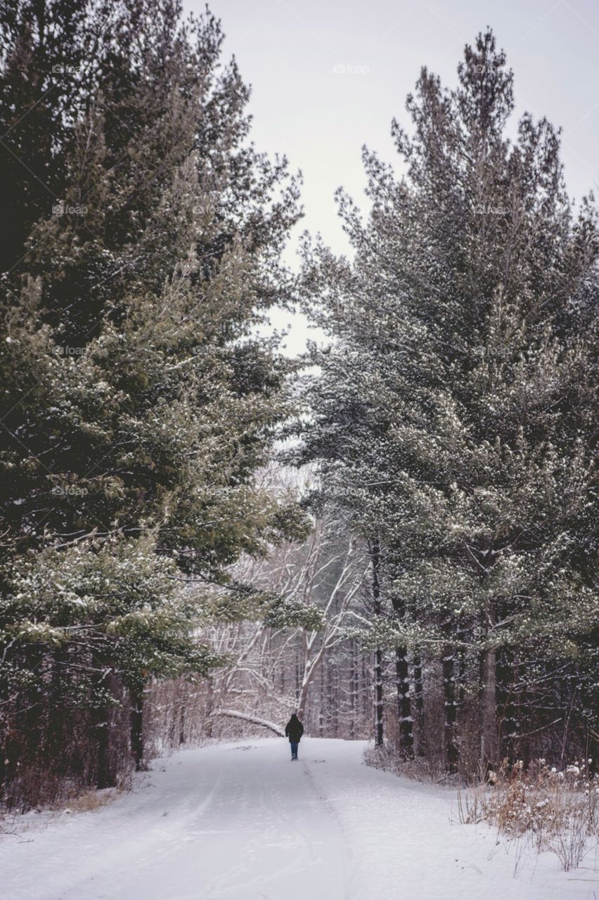 Into the winter woods