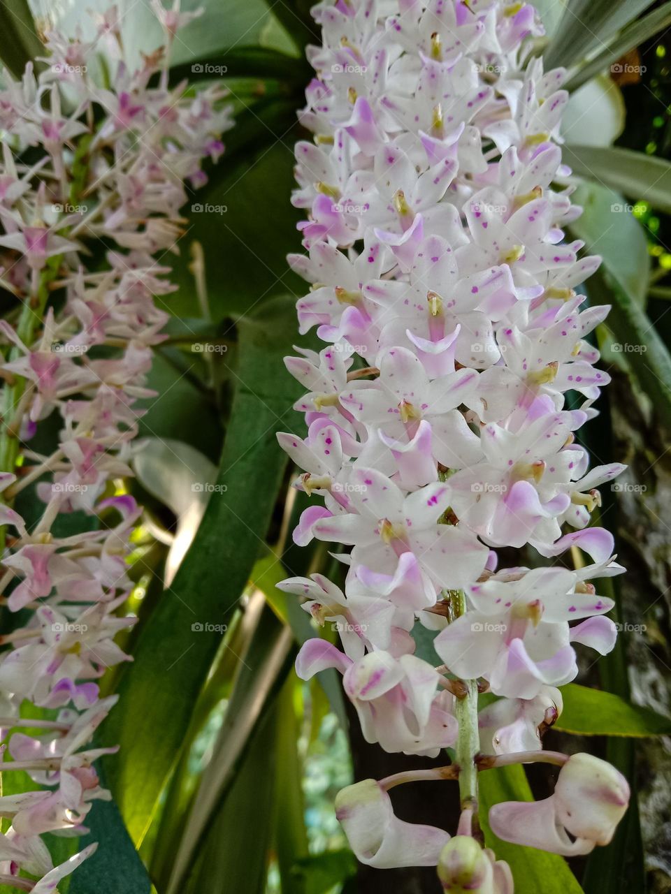 newly bloomed orchids.