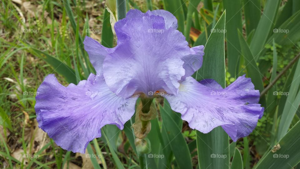 Iris. Purple Flower