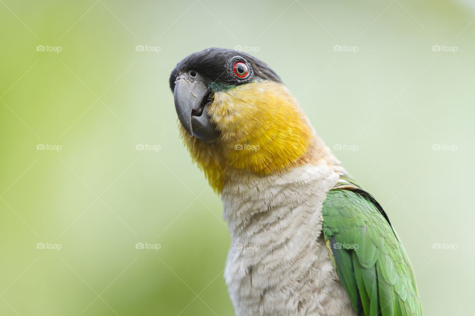 A colorful parrot.