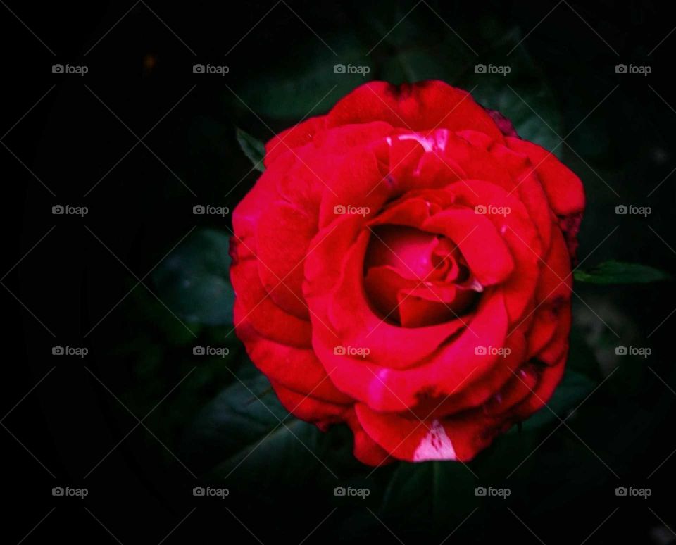 rose 🌹