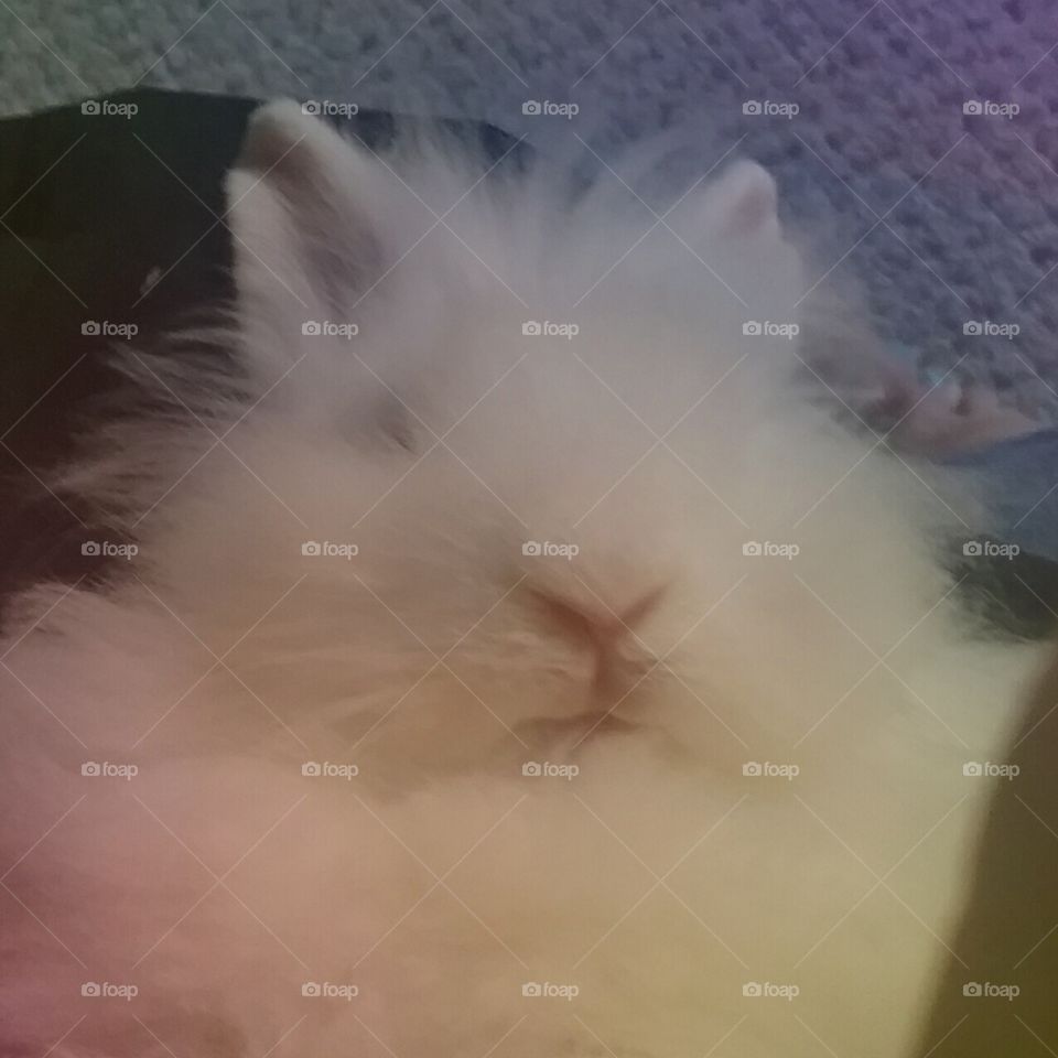 fluffy bunnie!!