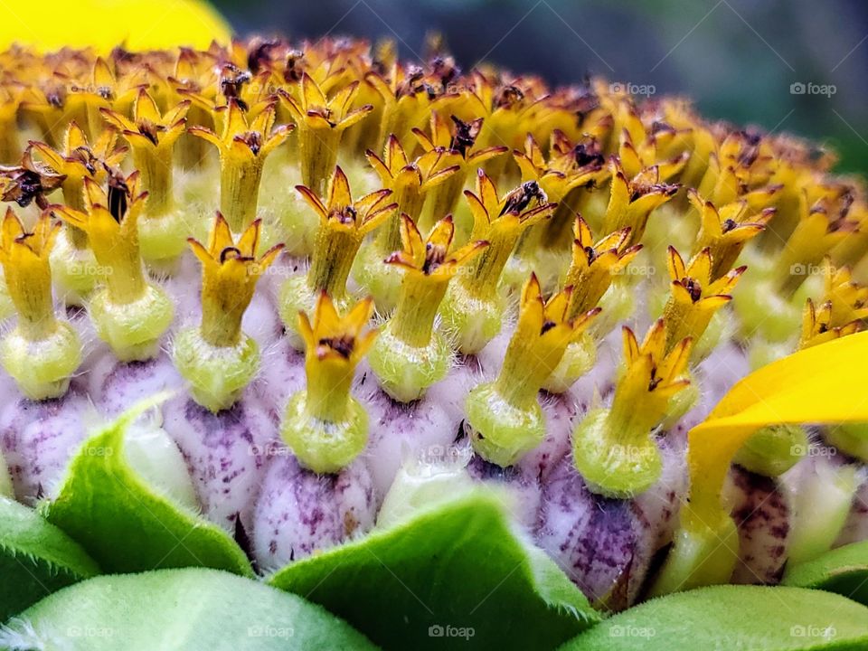 Close up of ripening sunflower seeds of a Mammoth Russian sunflower - Helianthus annum