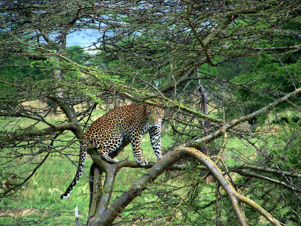 Leopard on a tree, Serengeti national park, Tanzania
