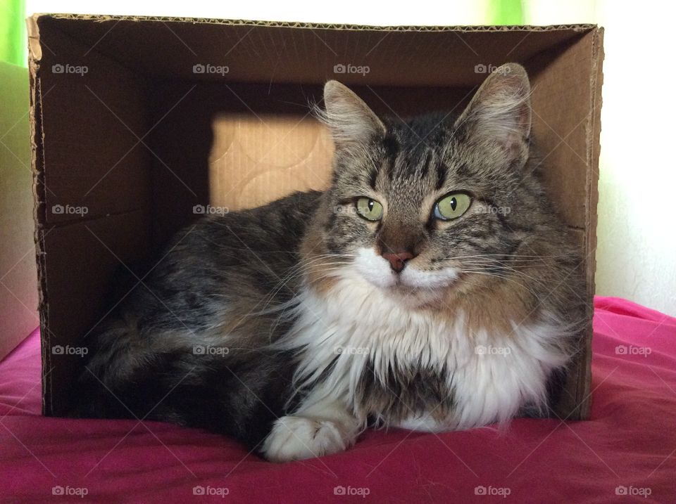 Box + Cat = Happy!