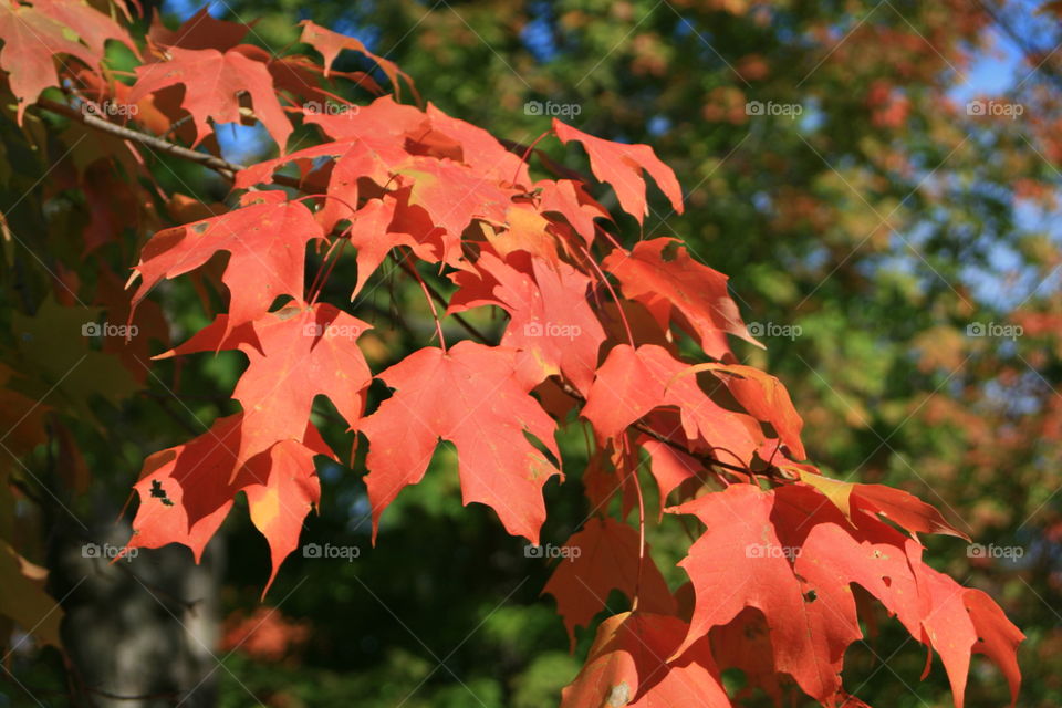 Crimson Autumn 