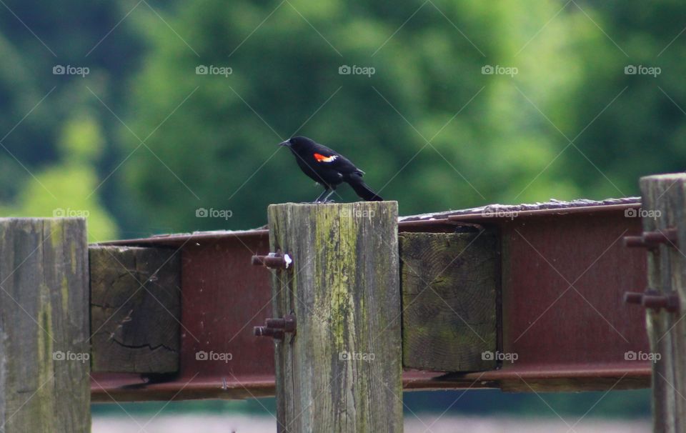 Red-winged blackbird perched on edge of bridge in Pennsylvania 