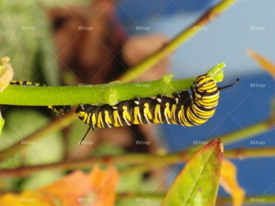 Caterpillar