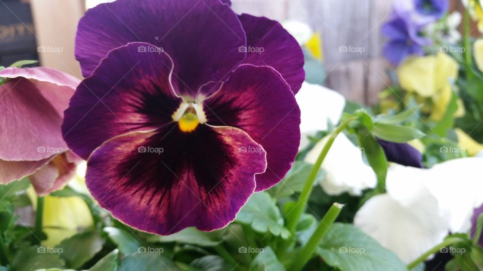 pansy