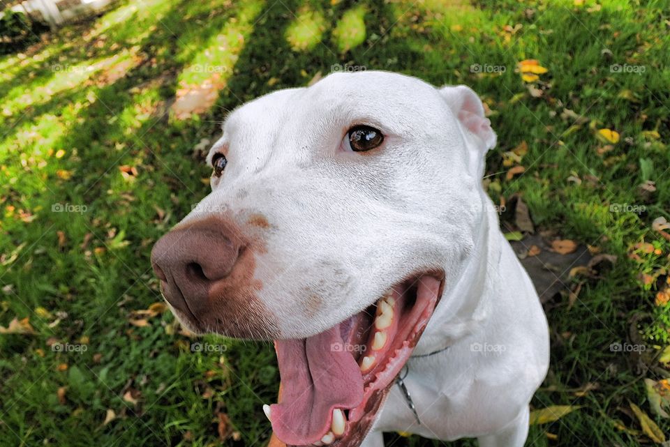 Pitbull Bull Terrier