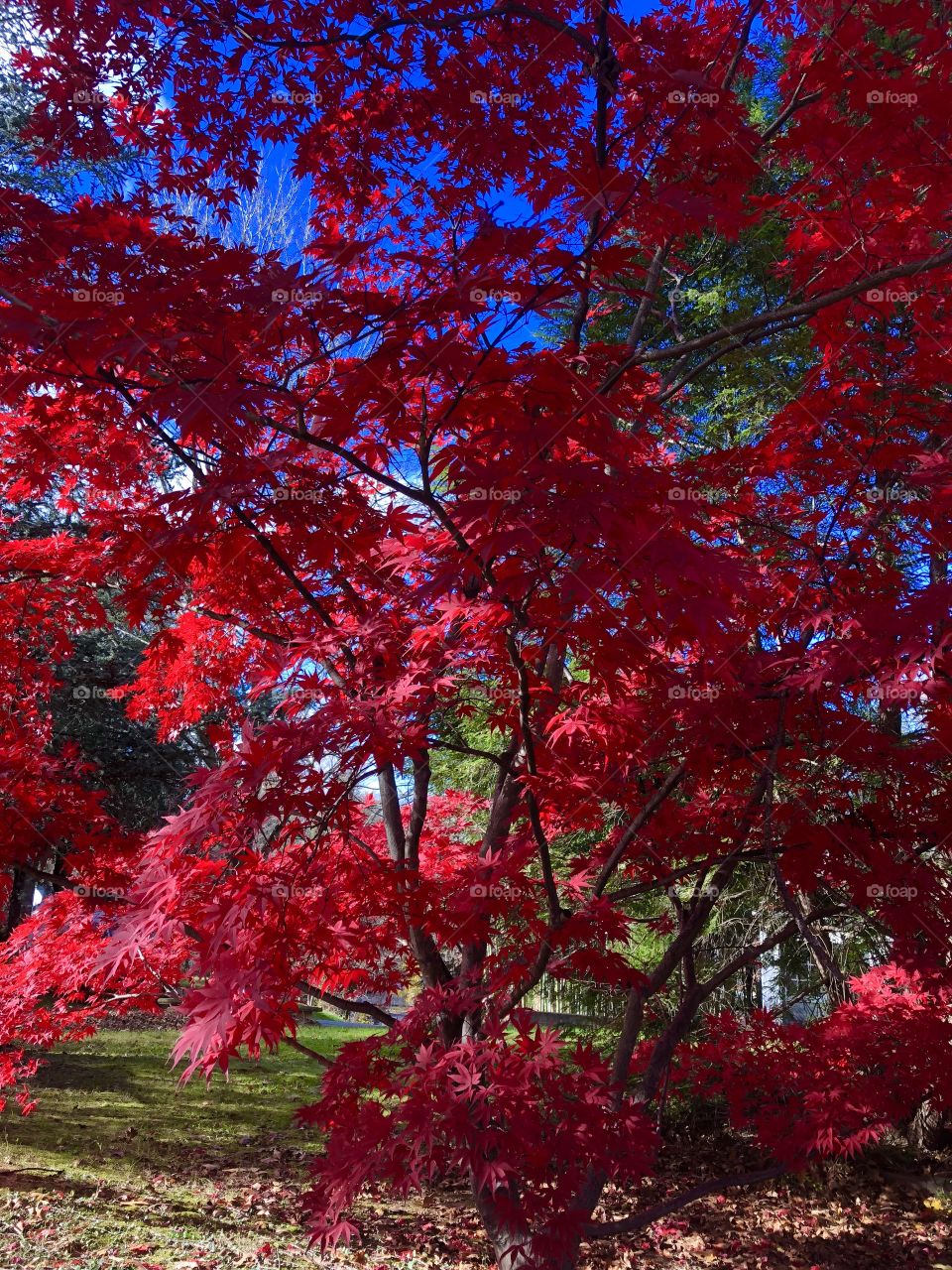 Red maple tree autumn 