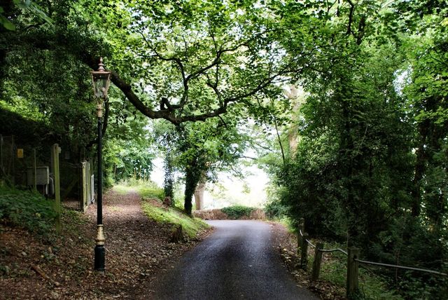 Trees and road