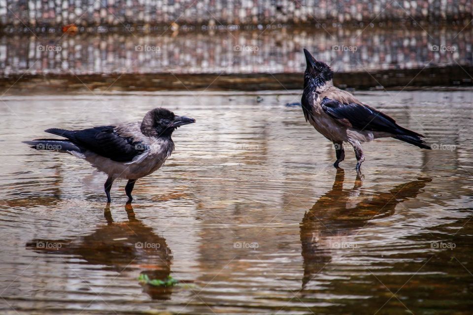 Ravens mirroring in the pond