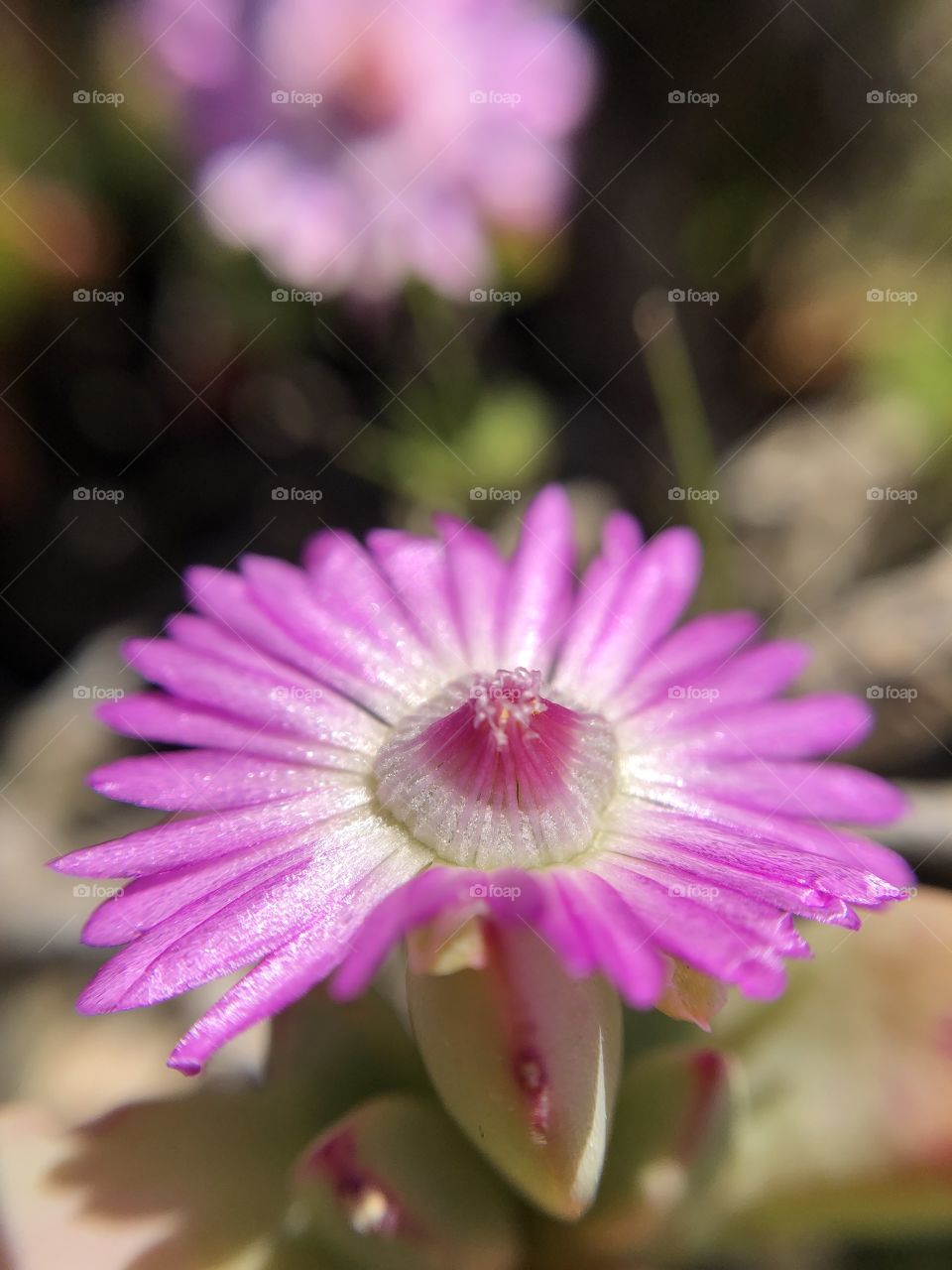 Pink Carpobrotus flower