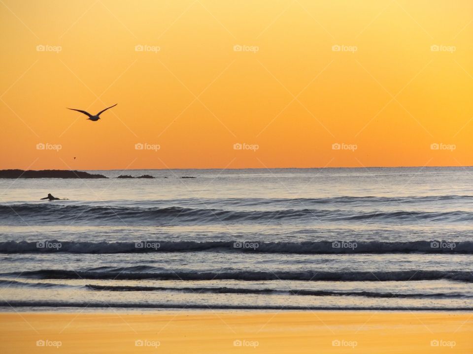 Silhouette of bird flying over the sea during sunset