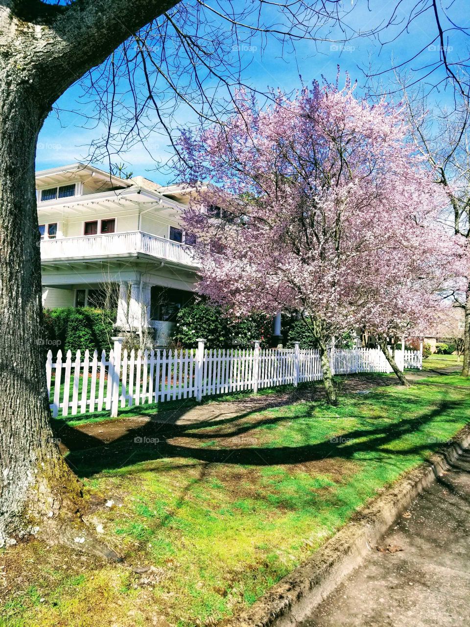 neighborhood spring walk