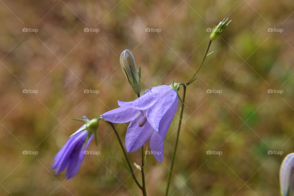 portrait of flowers