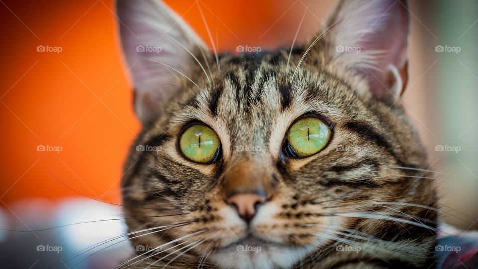 Gato contacto visual