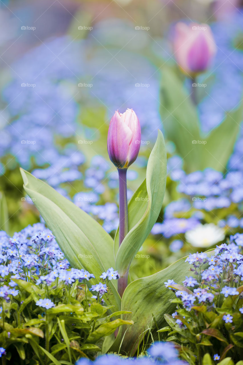Forget-me-not and tulips in a garden