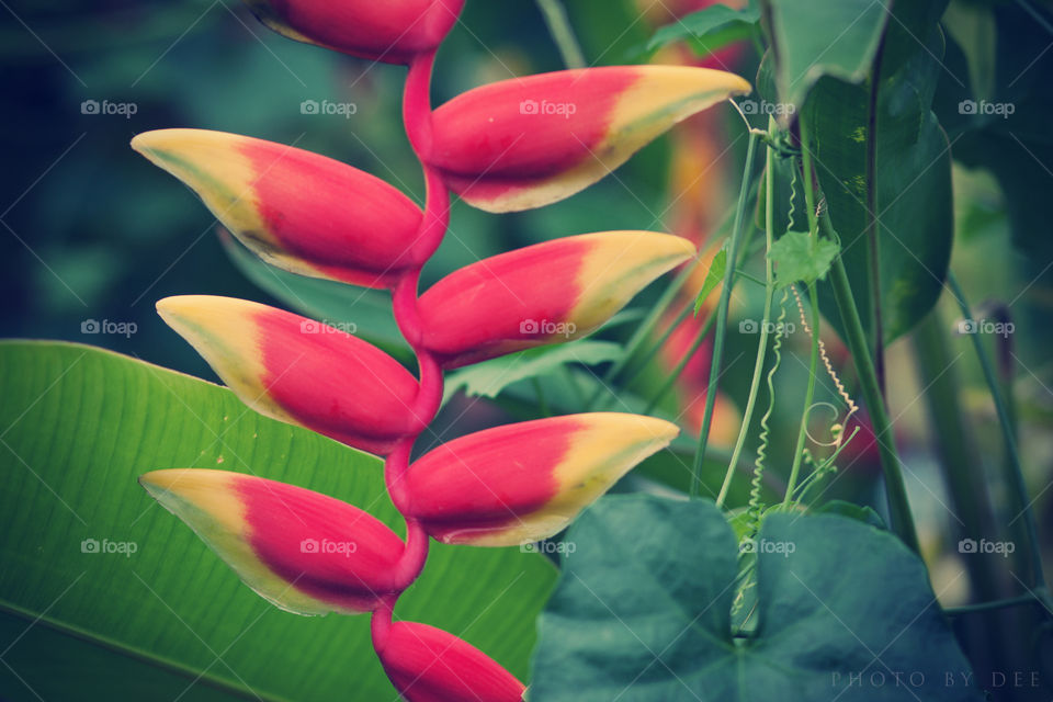 Nature, Leaf, Flora, No Person, Tropical