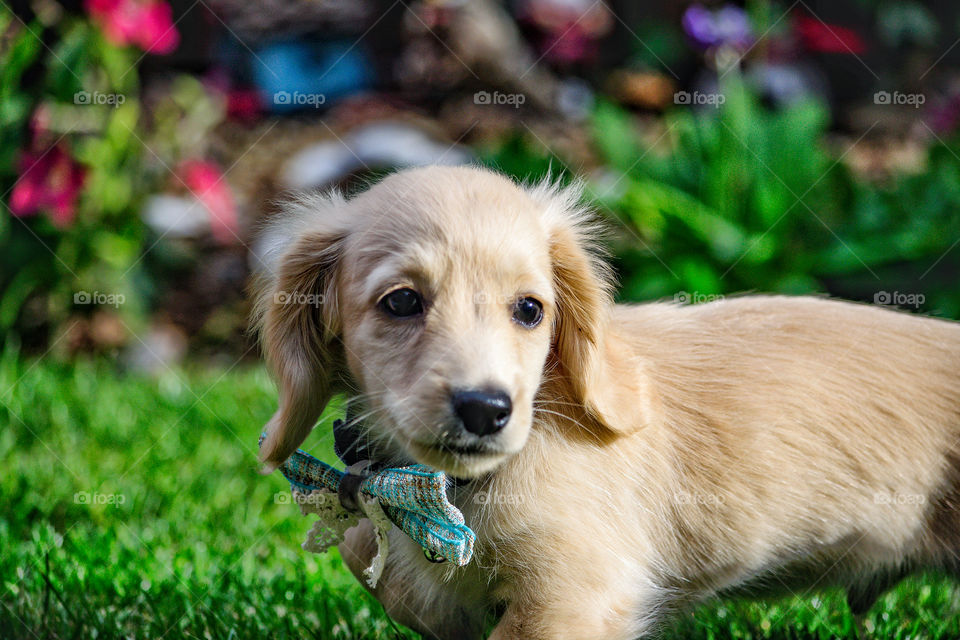 Remy the Champagne Dachshund arrived at his new owners house ..dressed up with a bowtie to create a good impression
