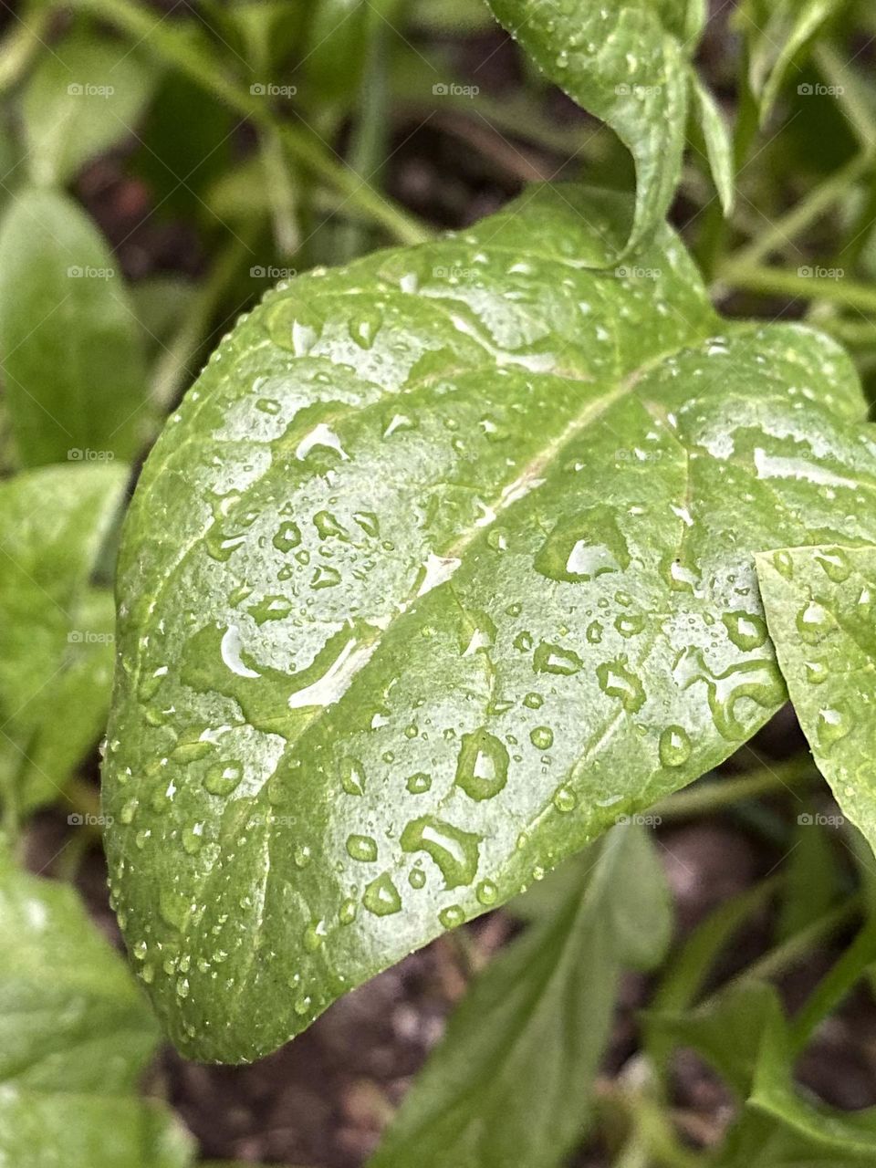 Drops of rain water on the green leaves 