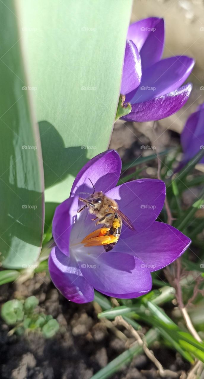 Bee on saffron