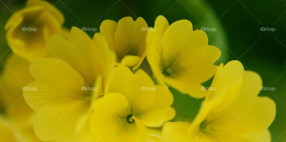 Close-up of cowslip primula