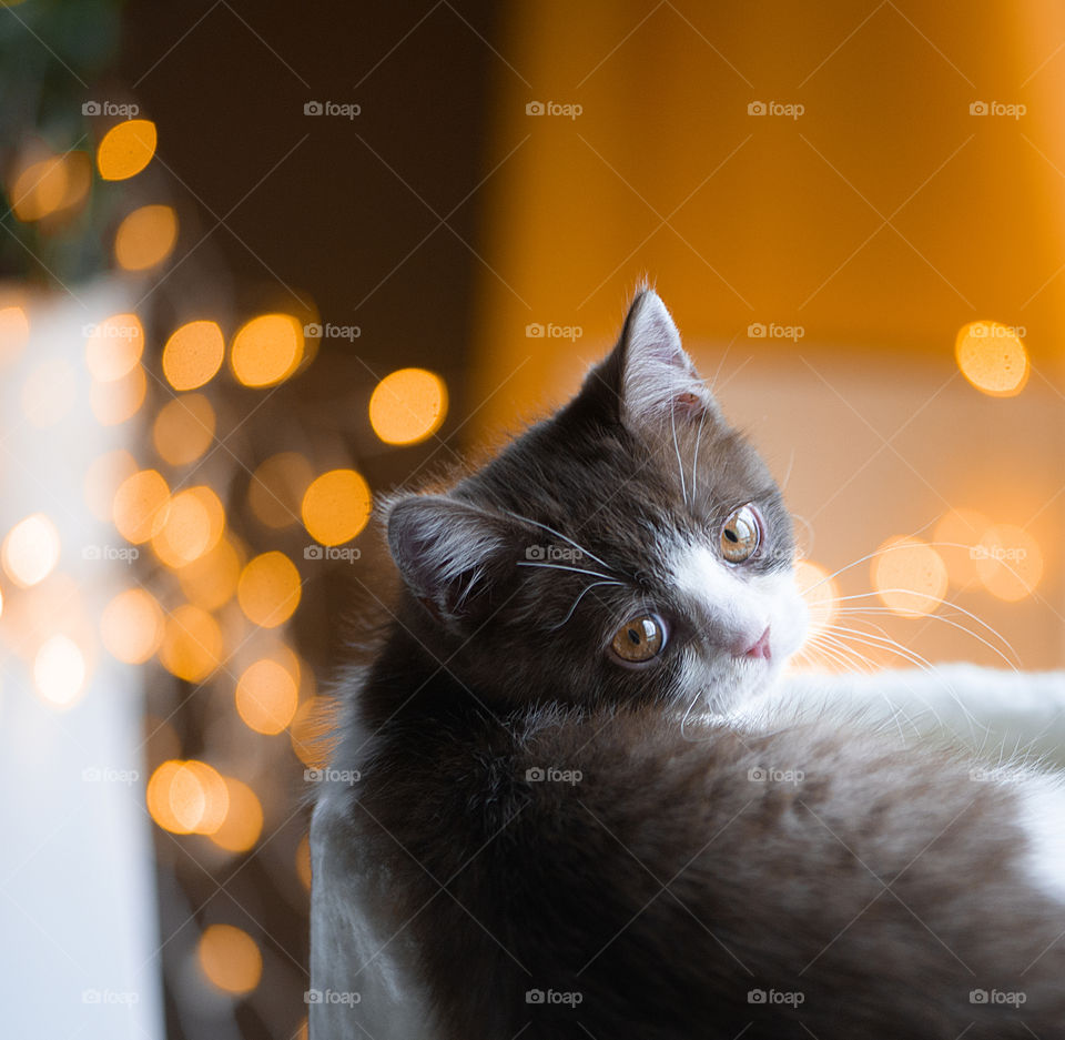 Cat Langewald Magic Wooper on bokeh light background