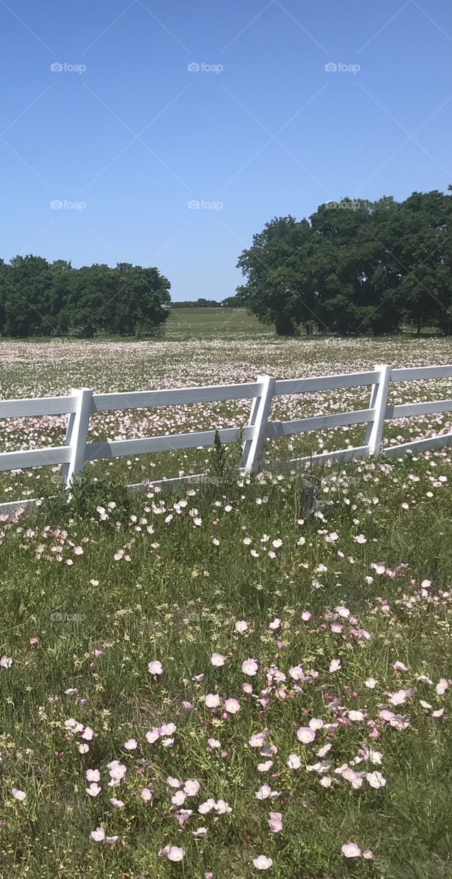 Texas wildflowers 