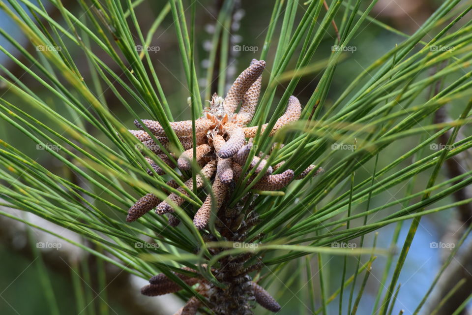 Pine cone growing on tree