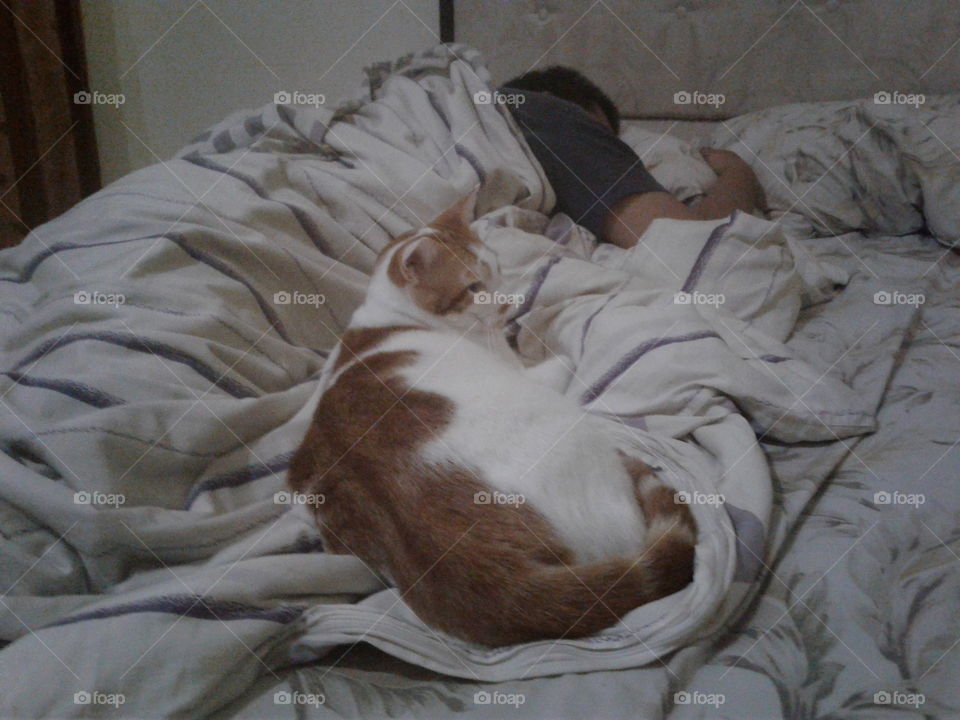 Cat sleep on bed