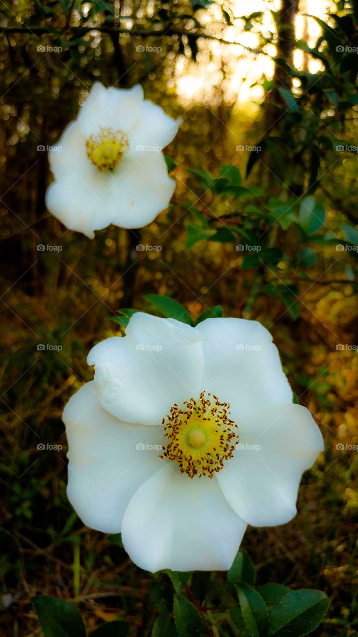 White flowers growing on forest