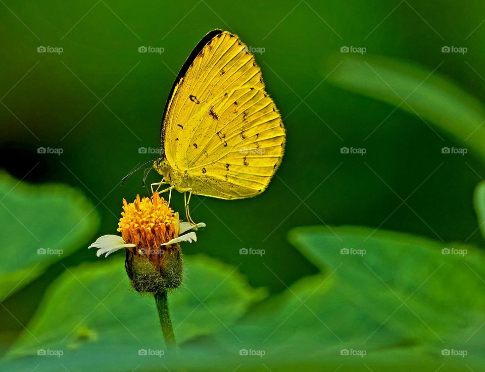 Butterfly  - Coat button bud