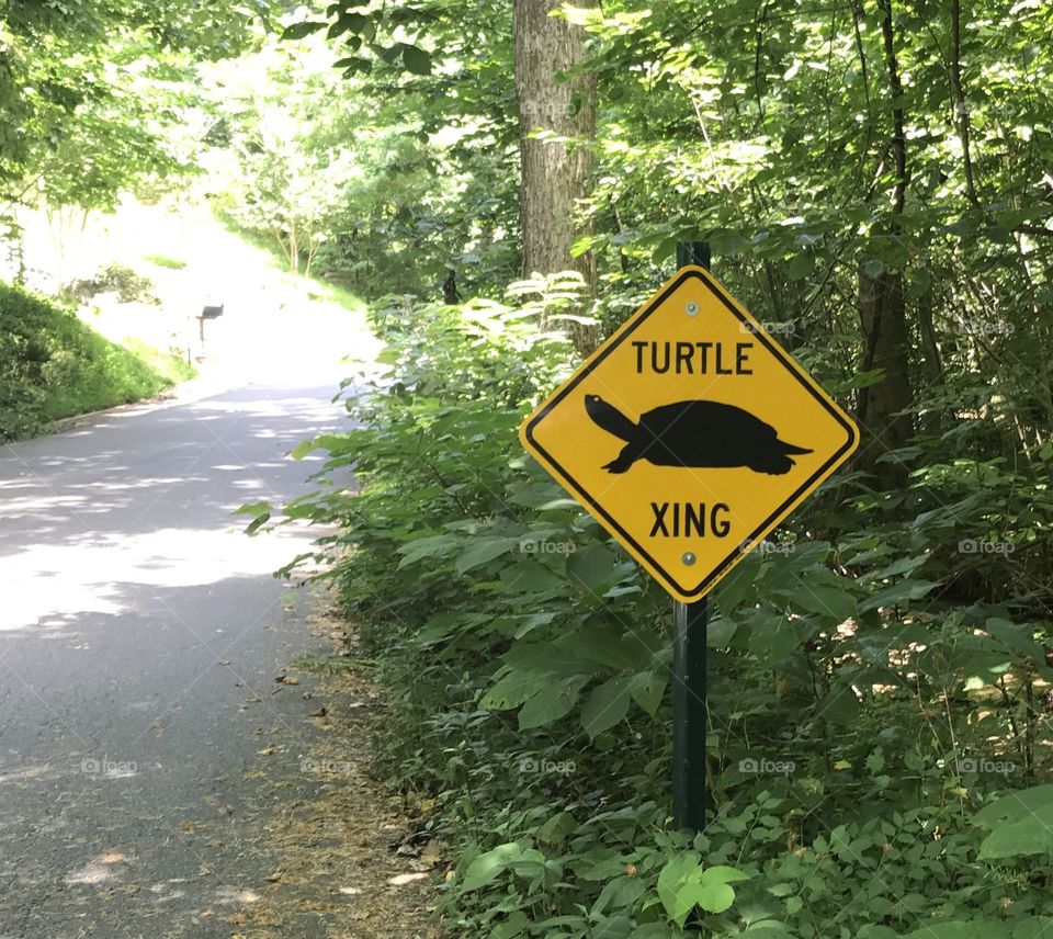 Turtle crossing