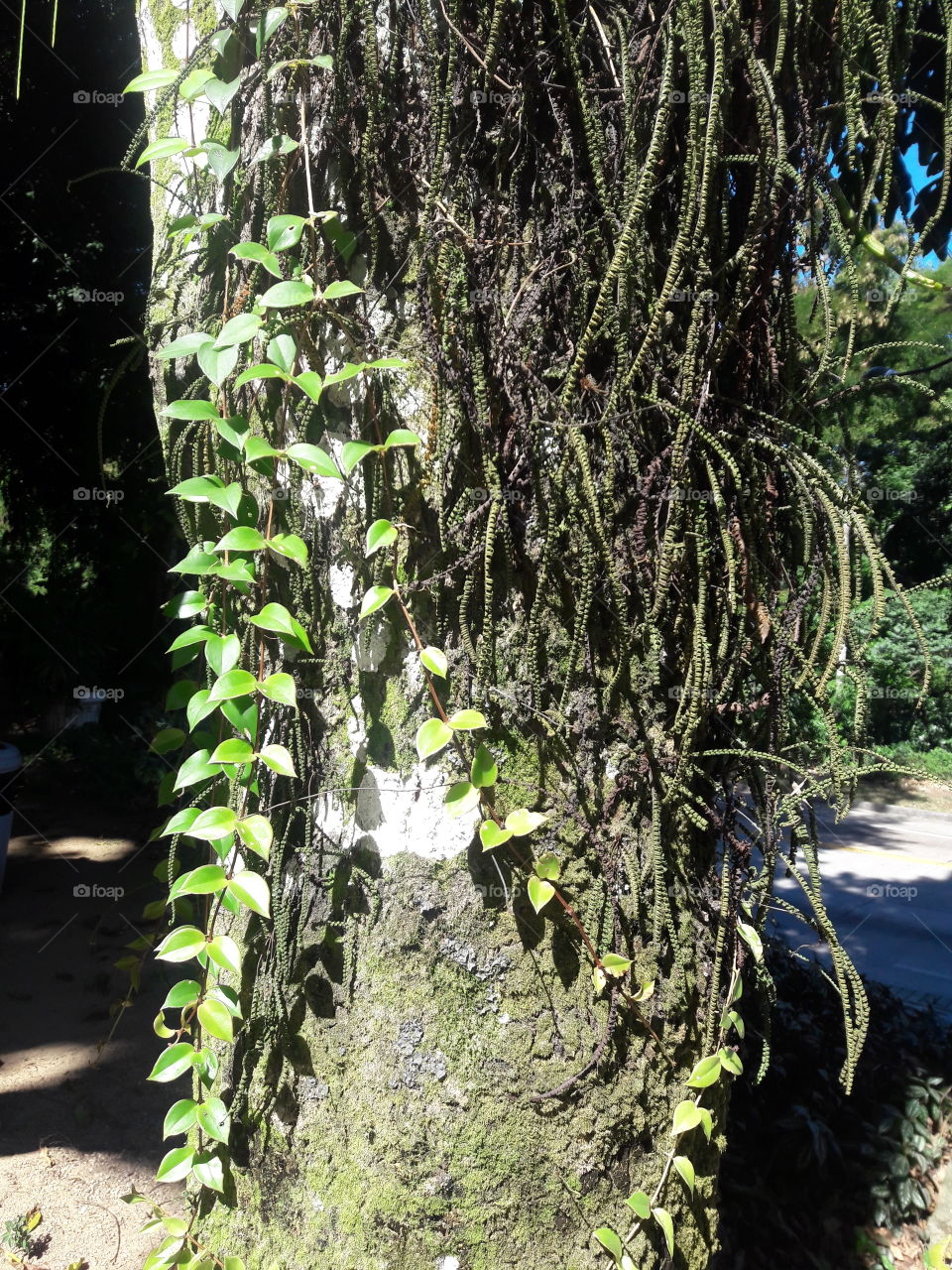 Wood, Tree, Leaf, Nature, Flora
