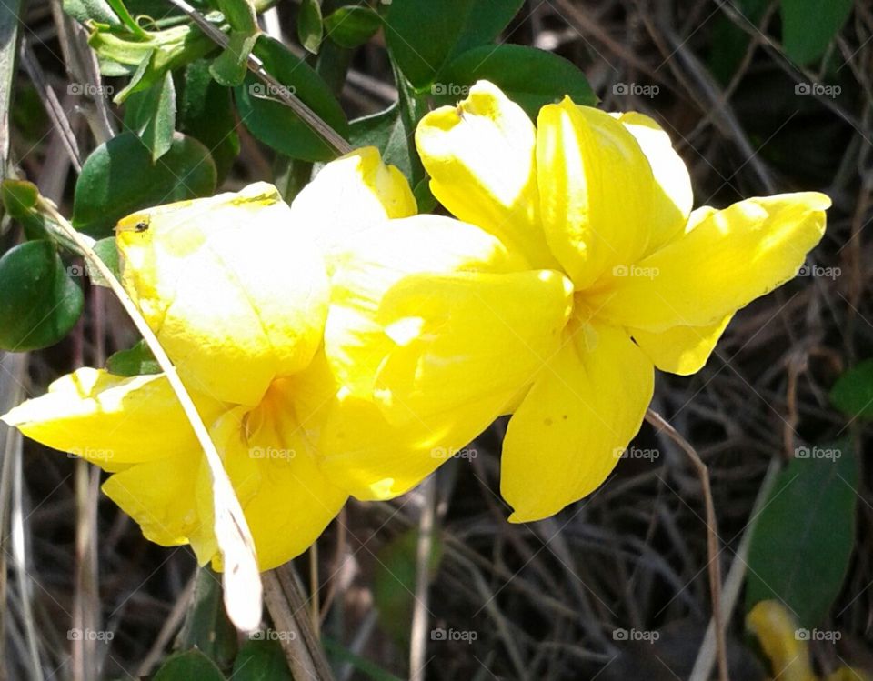 flowers