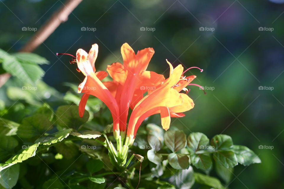 Bright vivid orange coloured tropical flower in outdoor garden in the sunshine 