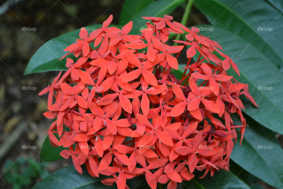 Red flower cluster 